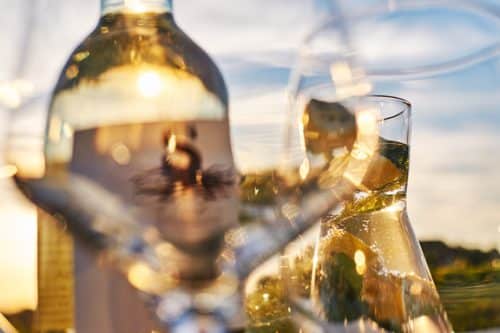 wine glasses in vineyard