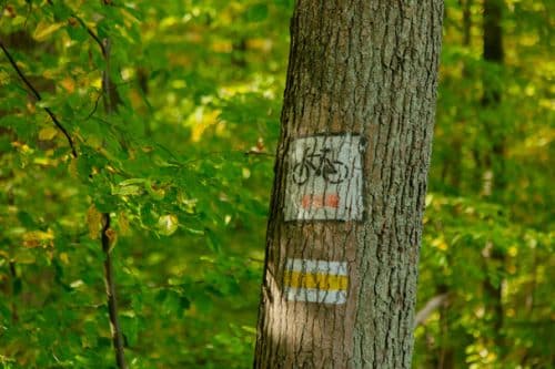 Markierung Radroute an Baum