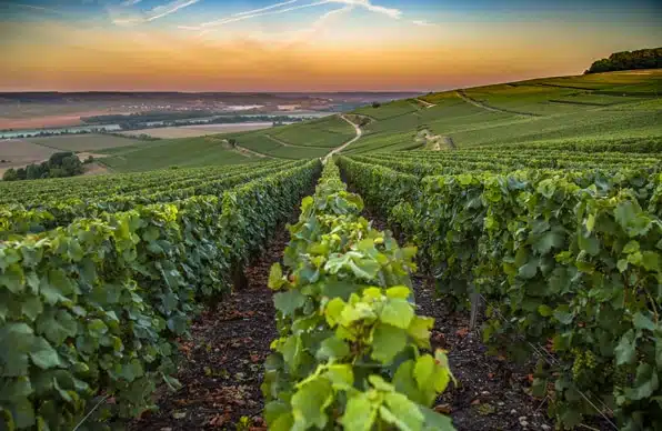 A vineyard at the hotel LOISIUM Champagne stretching to the horizon is illuminated by the red of the sunset.