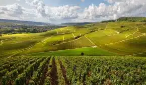 Panoramic view vineyards