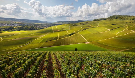 Panoramablick Weinfelder