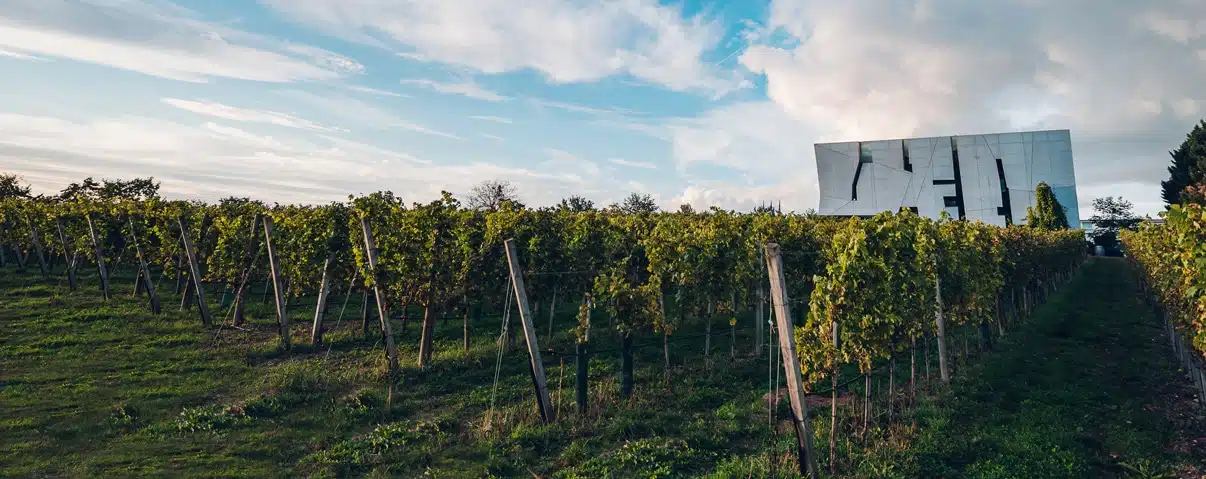 Weingarten mit Weinwelt