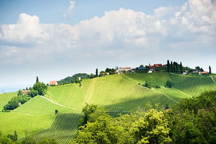 Bild zeigt Südsteirische Weinberge