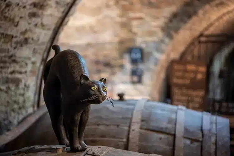 Bild zeigt Kellerkatze