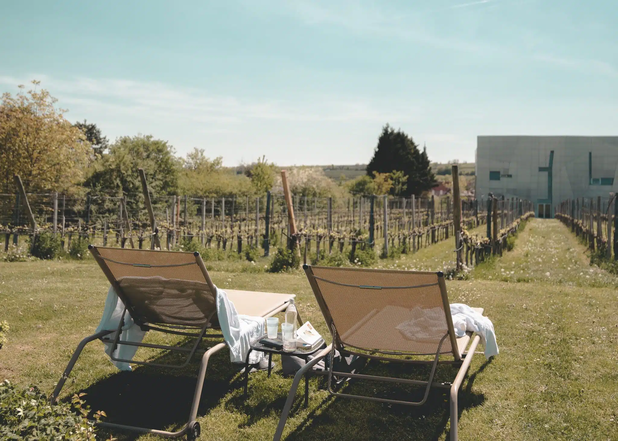 Zwei Sonnenliegen mit Handtüchern vor einem Weingarten beim LOISIUM Hotel.