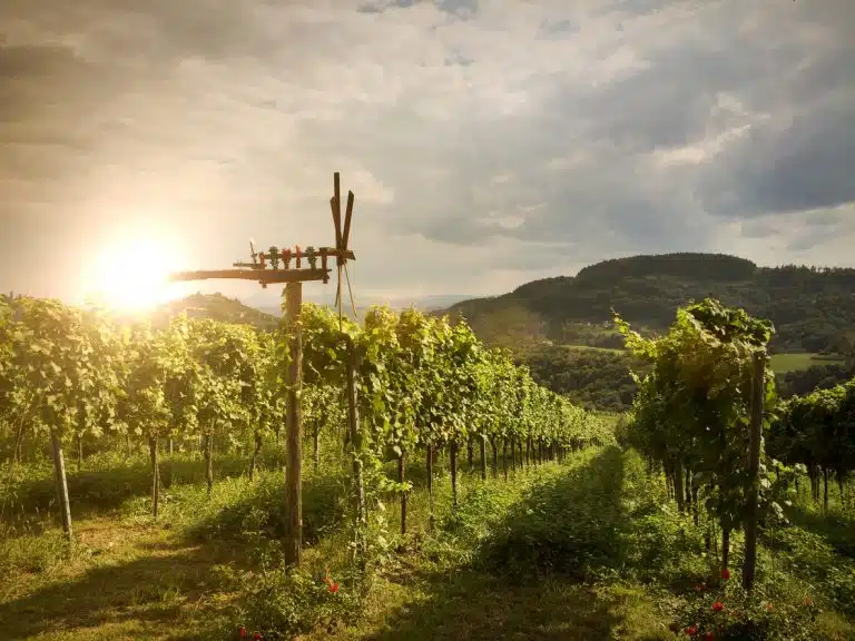 View through a vineyard row in southern Styria with low sun, surrounded by gentle hills and a cloudy sky.