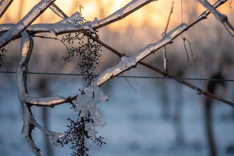 Nahaufnahme von Weinreben, die von einer Eisschicht umhüllt sind, im warmen Licht des Sonnenaufgangs im Winterweinberg.