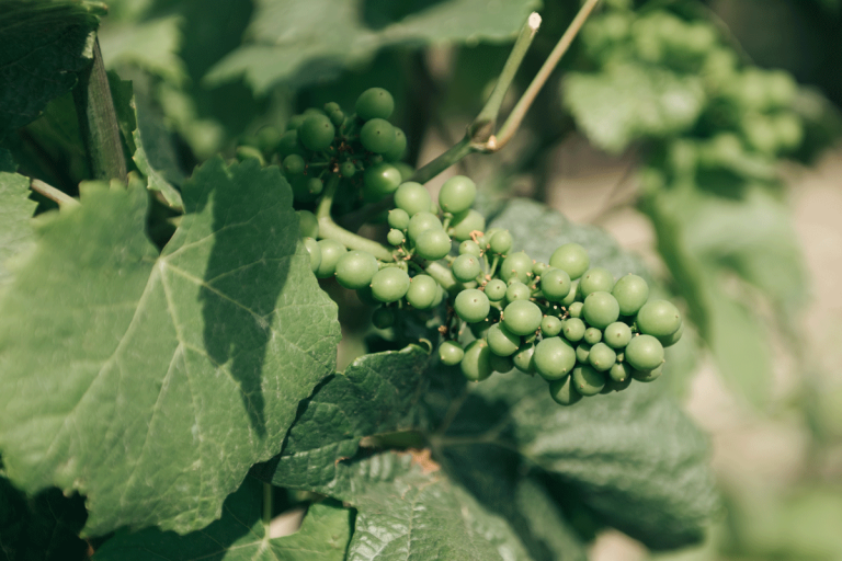 Loisium Cho 2506 © Sarah Aubel Suzanne 97