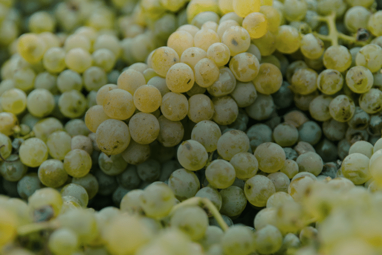 Time Of Grapes Website